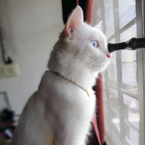 มองทำแมว