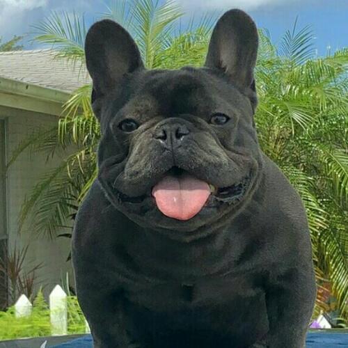 หมูน้อยกะบีเวอร์