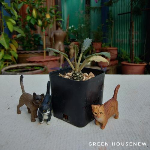 สมาชิกหมายเลข 3987832