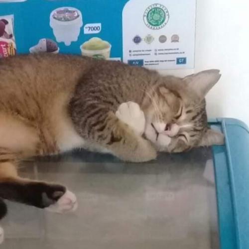 สมาชิกหมายเลข 811893