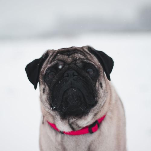 สมาชิกหมายเลข 4733098