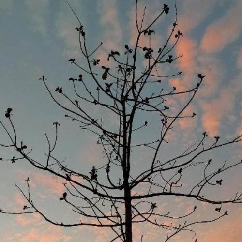 สมาชิกหมายเลข 2285109