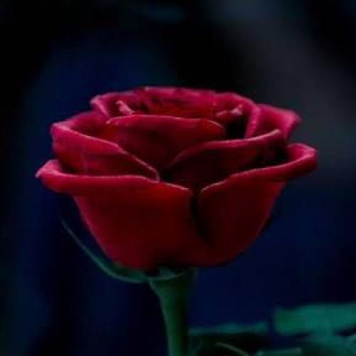 สมาชิกหมายเลข 1922363