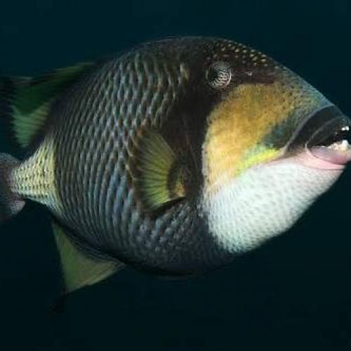 ปลาวัวอำมหิต