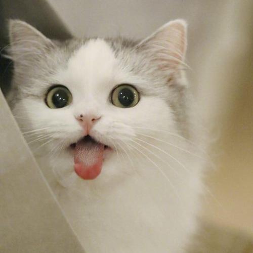 สมาชิกหมายเลข 5422645