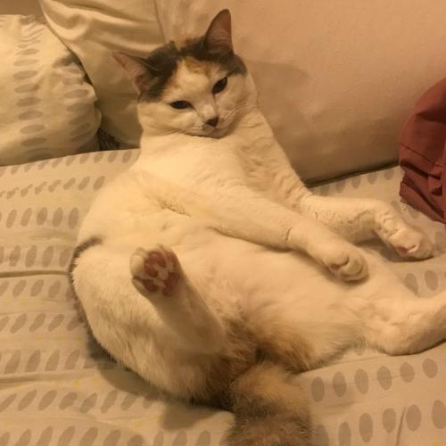 สมาชิกหมายเลข 5438654