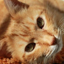 สมาชิกหมายเลข 1264894