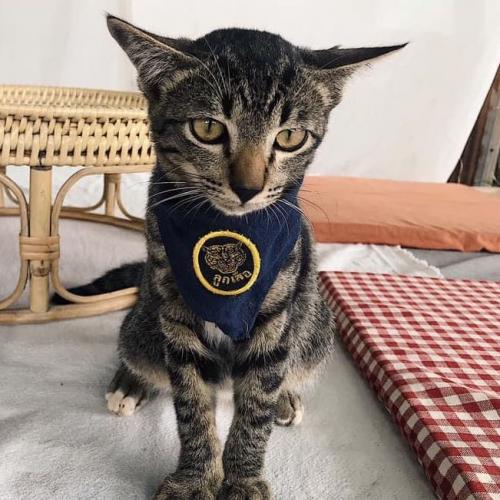 สมาชิกหมายเลข 5936812