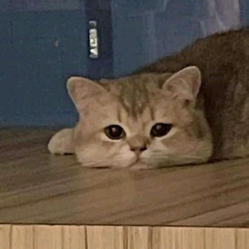 สมาชิกหมายเลข 7260551