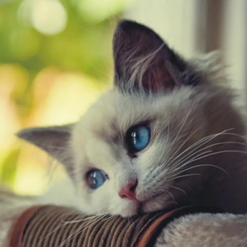 สมาชิกหมายเลข 7260886