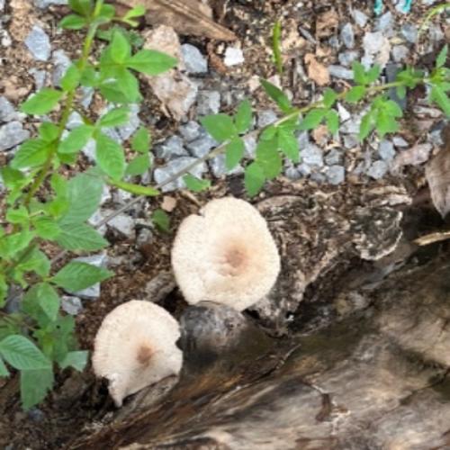 สมาชิกหมายเลข 3872574