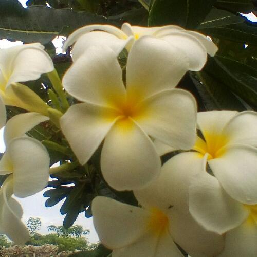 สมาชิกหมายเลข 4667740