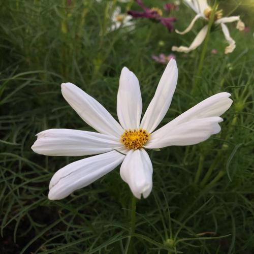 สมาชิกหมายเลข 4909068