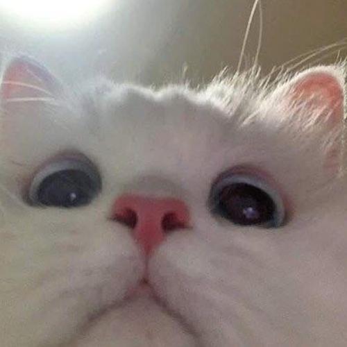 สมาชิกหมายเลข 6541139