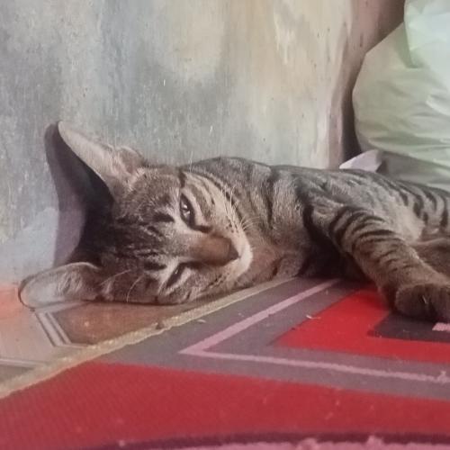 สมาชิกหมายเลข 3796033