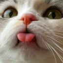 แมวโฉด โหด 800 ขุมนรก