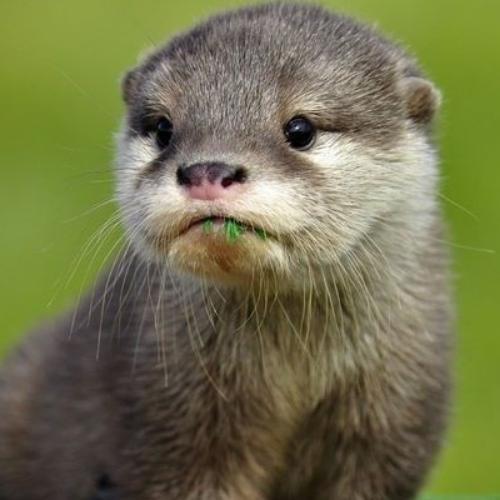 สมาชิกหมายเลข 4804461