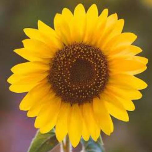 สมาชิกหมายเลข 6541700