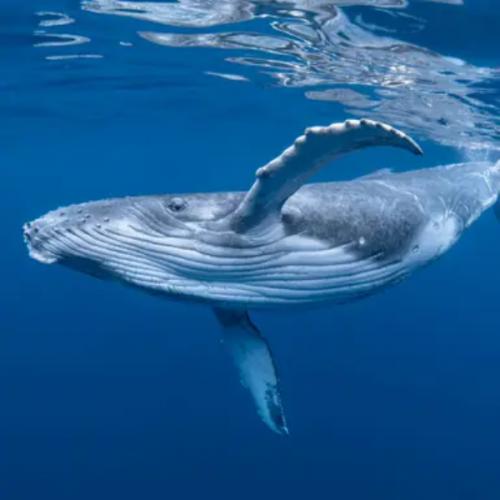 สมาชิกหมายเลข 9104432