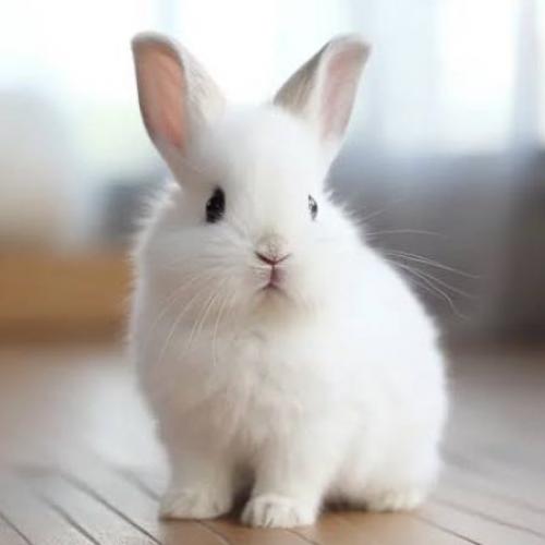 สมาชิกหมายเลข 9105652