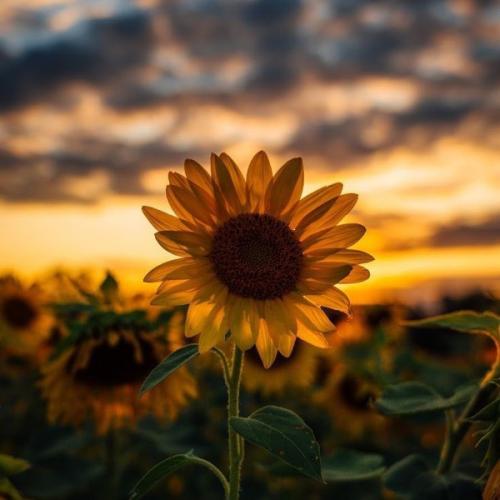 สมาชิกหมายเลข 4397160