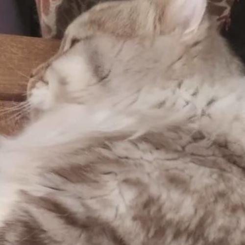 สมาชิกหมายเลข 5387619