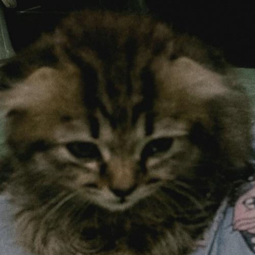 สมาชิกหมายเลข 9106705