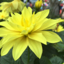 หนุ่มมังกรทอง