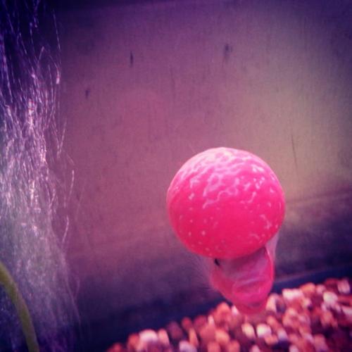 สมาชิกหมายเลข 1584599