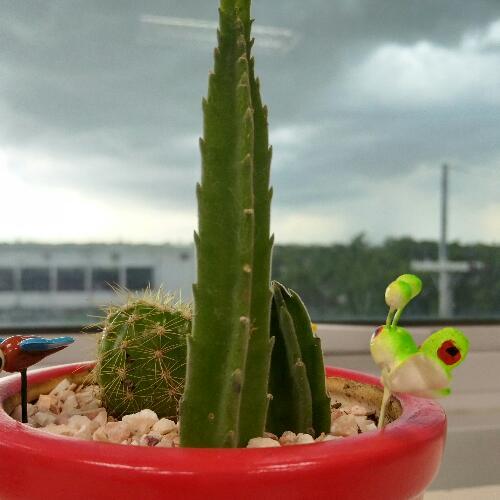 สมาชิกหมายเลข 2937386