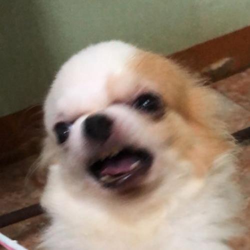 จิ้งจกชุบแป้งทอด