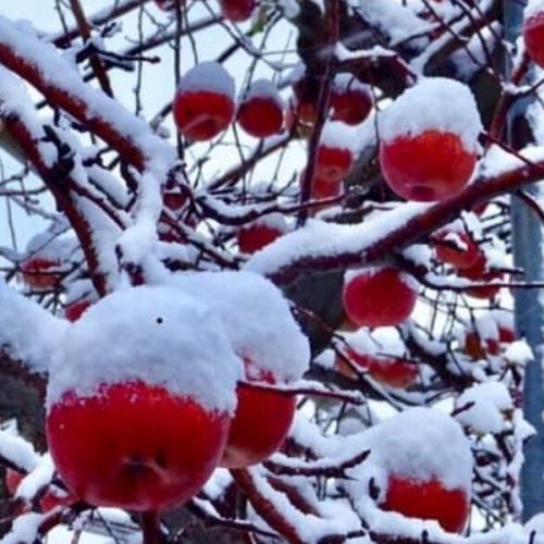 โพเนกลีฟ