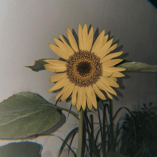 สมาชิกหมายเลข 5279520