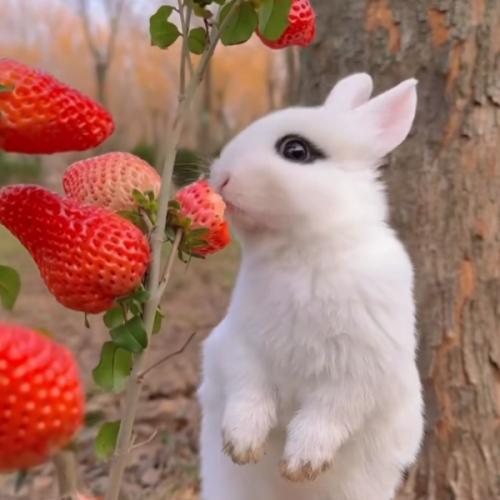 สมาชิกหมายเลข 1783873