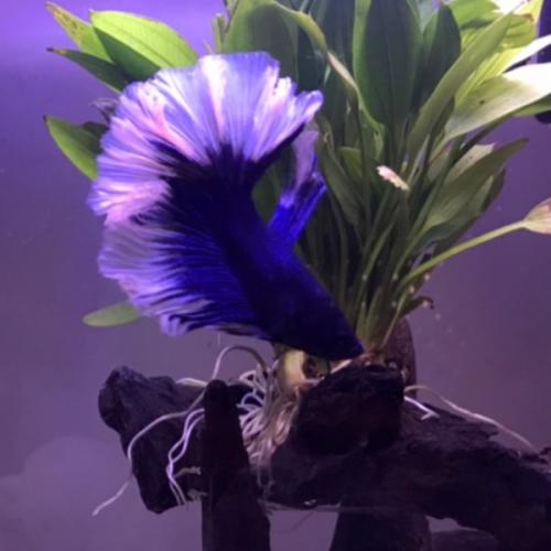 สมาชิกหมายเลข 5939217