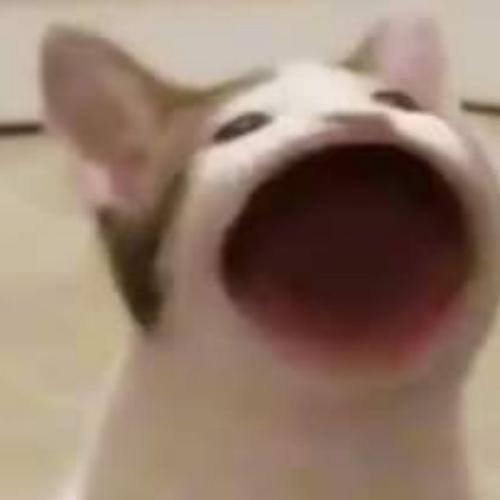 สมาชิกหมายเลข 5448342