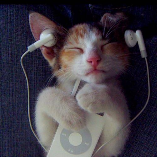 แมวเน่า