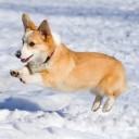 หมี่เหลืองผัดขี้เมา