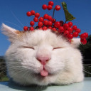 สมาชิกหมายเลข 4389363