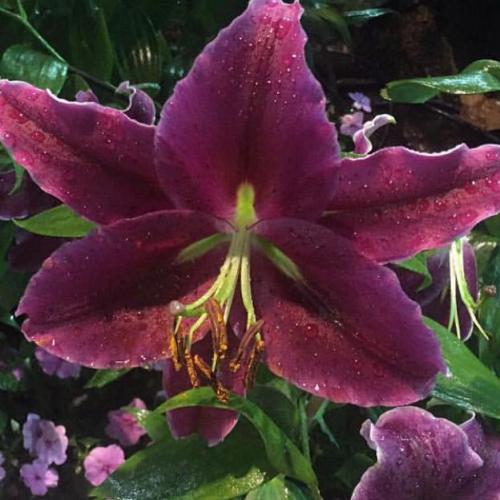 สมาชิกหมายเลข 4830760