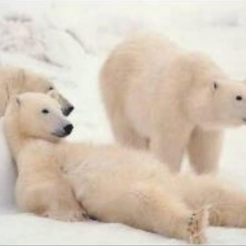 สมาชิกหมายเลข 5033096