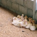 สมาชิกหมายเลข 1603095