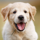 สมาชิกหมายเลข 1406322