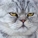 สมาชิกหมายเลข 5033142