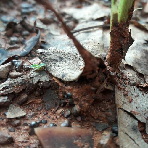 สมาชิกหมายเลข 5033215