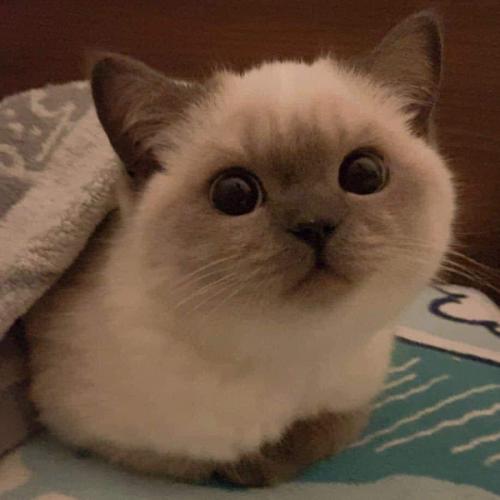 สมาชิกหมายเลข 4428757