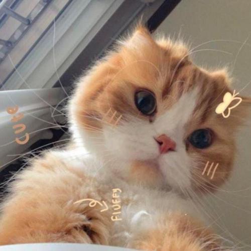 สมาชิกหมายเลข 4640269