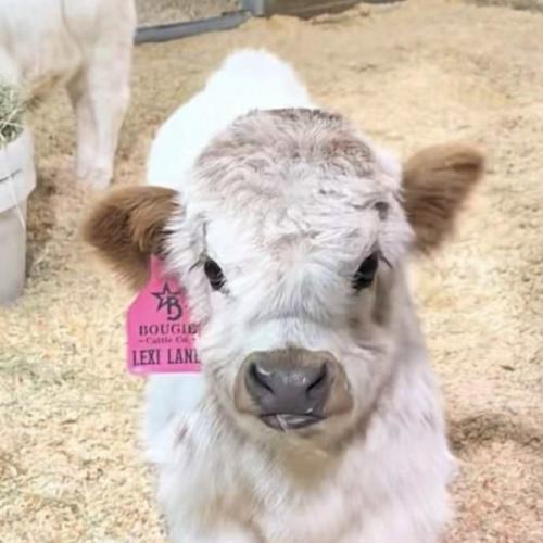 สมาชิกหมายเลข 9074719