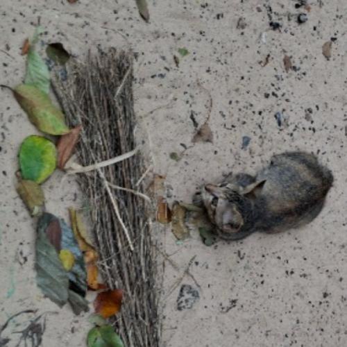 สมาชิกหมายเลข 9111117