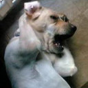 สมาชิกหมายเลข 4583586